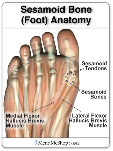 2 sesamoids are located in the ball of the foot right near the big toe